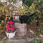 Csendar Haz Appartement *
